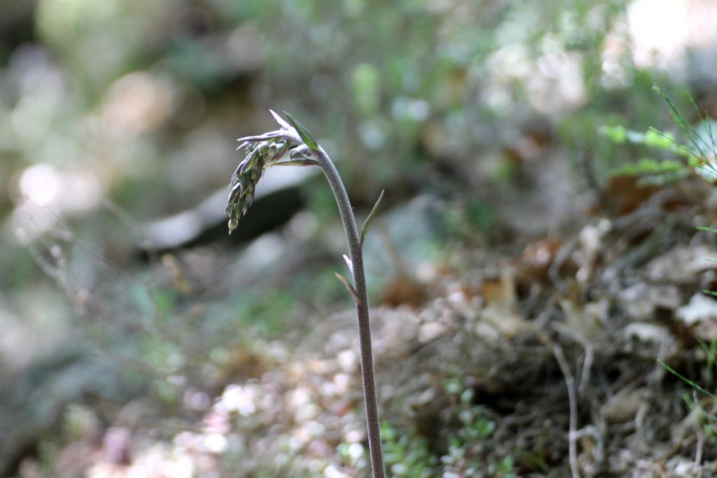 Epipactis microphylla